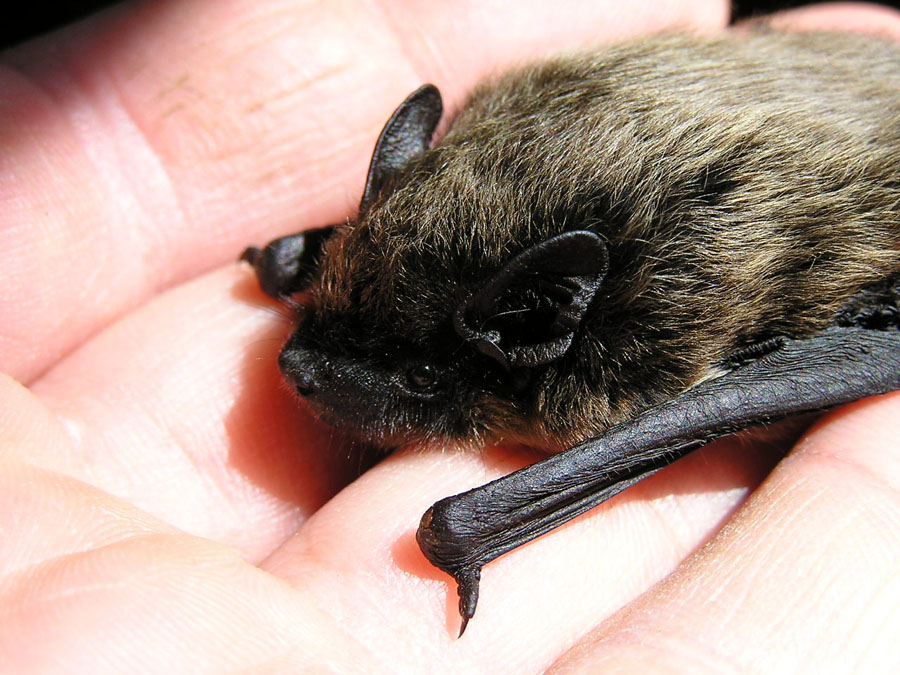 Nyctalus sp. e Pipistrellus sp.